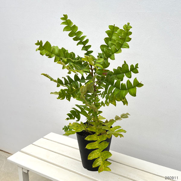 バンクシア：グランディス6号鉢植え