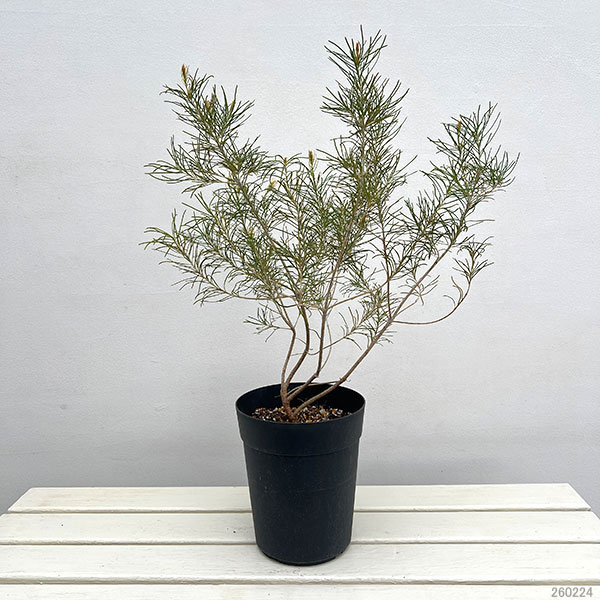 バンクシア:レプトフィラ6号鉢植え