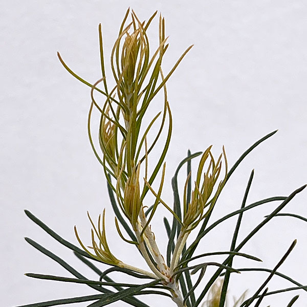 バンクシア:レプトフィラ6号鉢植え