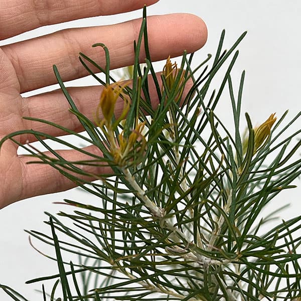 バンクシア:レプトフィラ6号鉢植え