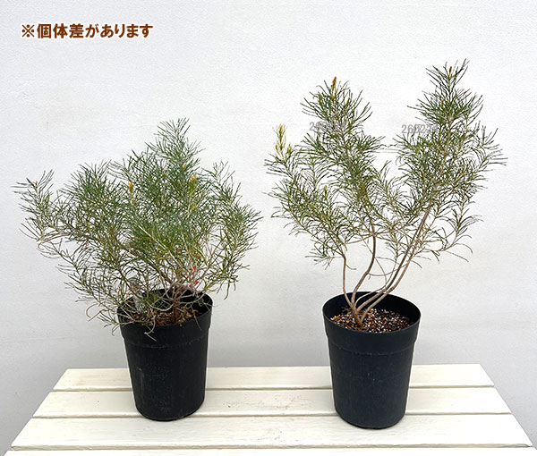 バンクシア:レプトフィラ6号鉢植え