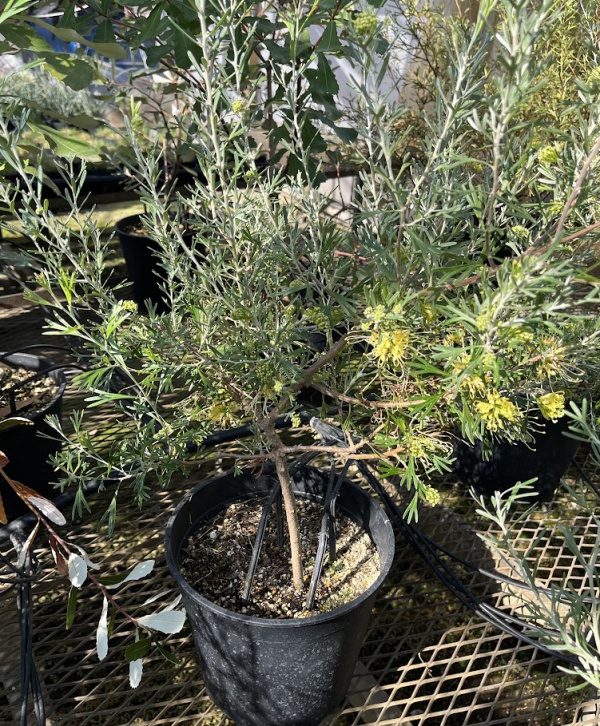 グレビレア：レモンシュプリーム8号鉢植え