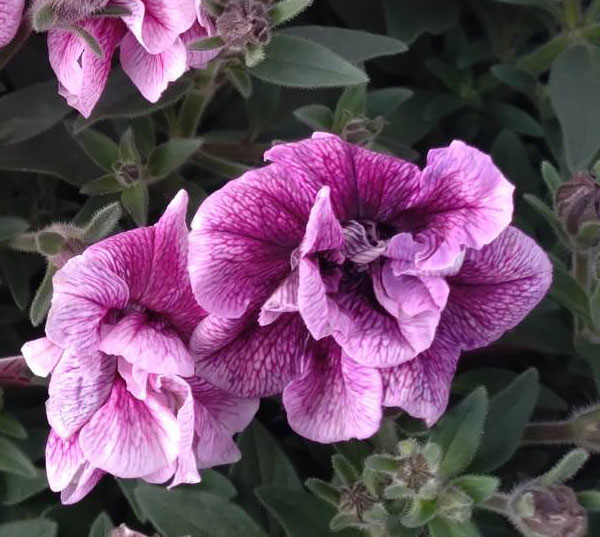 [26年3月中下旬予約]ペチュニア：いちごラテ3.5号ポット