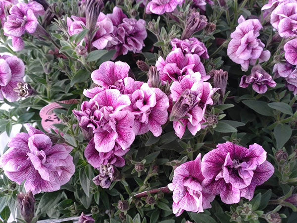 [26年3月中下旬予約]ペチュニア：いちごラテ3.5号ポット