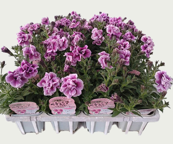 [26年3月中下旬予約]ペチュニア：いちごラテ3.5号ポット