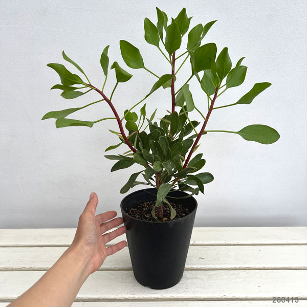 プロテア:シナロイデス(キングプロテア)5号鉢植え
