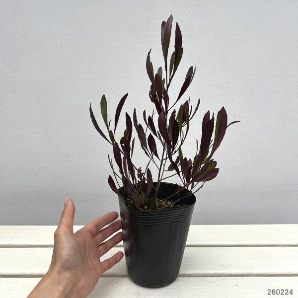 ドドナエア:ホップブッシュプルプレア4号ポット