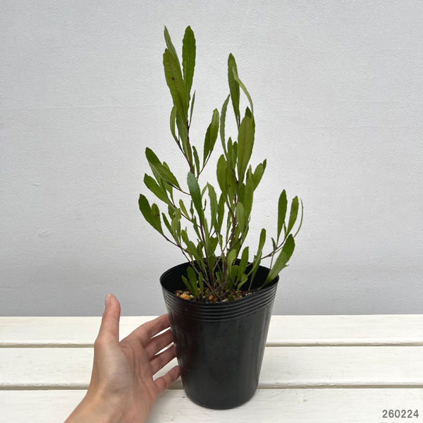 ドドナエア：ヴィスコサ グリーン4号ポット