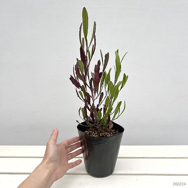 ドドナエア：2色植え4号ポット