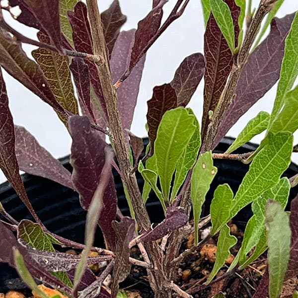 ドドナエア：2色植え4号ポット