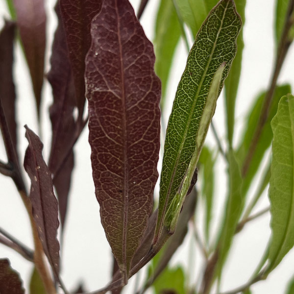 ドドナエア：2色植え4号ポット