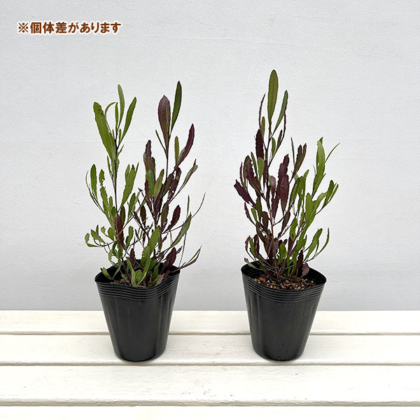 ドドナエア：2色植え4号ポット