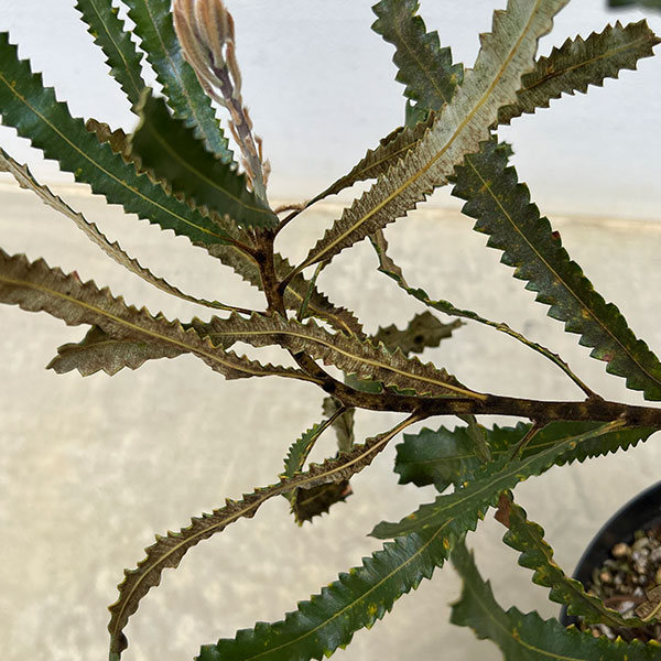 園芸ネット本店｜バンクシア：バーディティー6号鉢植え の通販【公式】