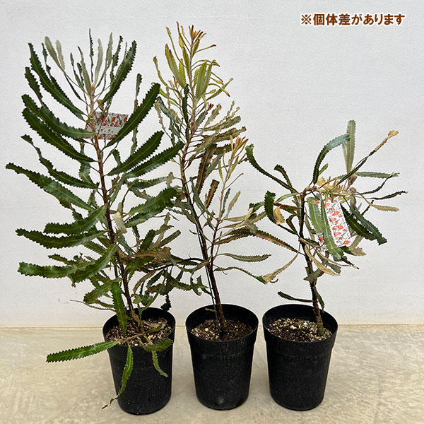 バンクシア　ミーディア　6号 園芸ネット本店｜バンクシア：バーディティー6号鉢植え の通販【公式】