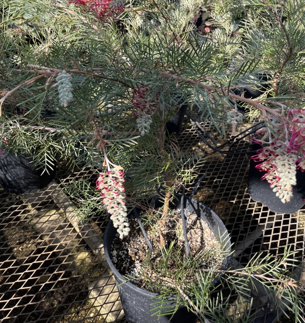 グレビレア：ラナマリー8号鉢植え