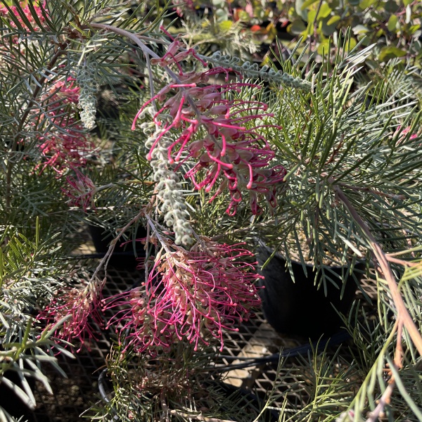 グレビレア：ラナマリー8号鉢植え