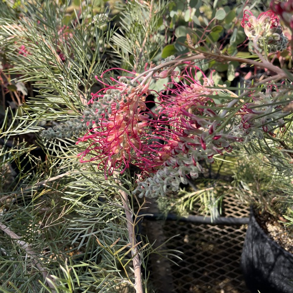 グレビレア：ラナマリー8号鉢植え