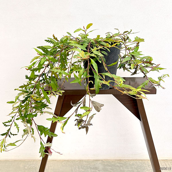 グレビレア：プーリンダロイヤルマントル6号鉢植え