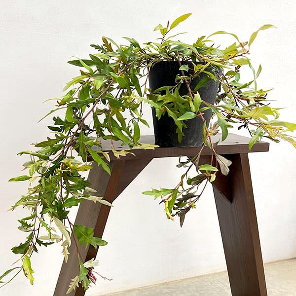 グレビレア：プーリンダロイヤルマントル6号鉢植え