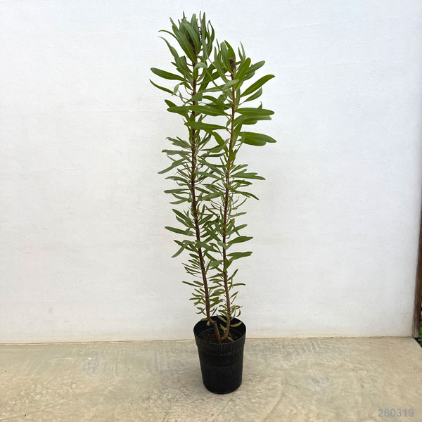 プロテア：スザンナエ6号鉢植え
