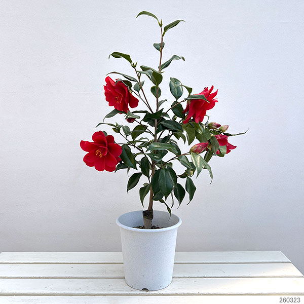 ツバキ（椿）：レッドホップ6号鉢植え