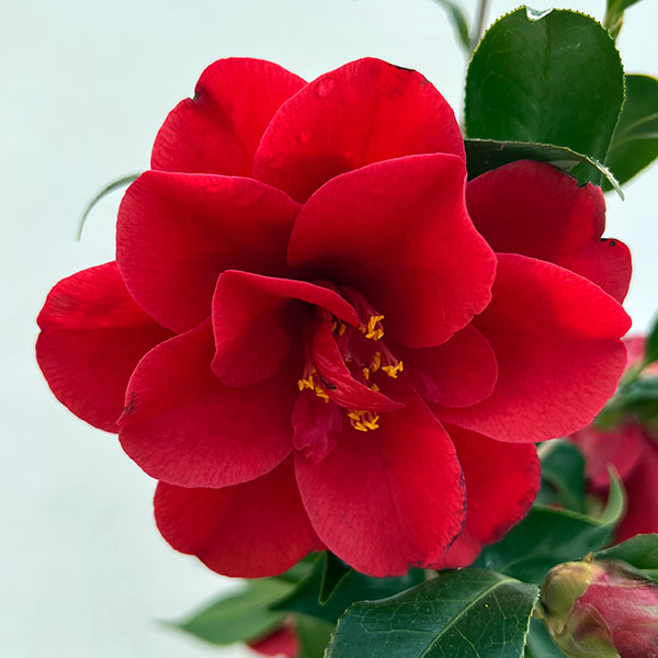 ツバキ（椿）：レッドホップ6号鉢植え