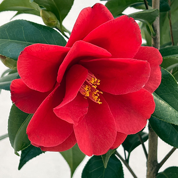 ツバキ（椿）：レッドホップ6号鉢植え