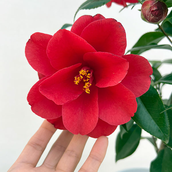 ツバキ（椿）：レッドホップ6号鉢植え