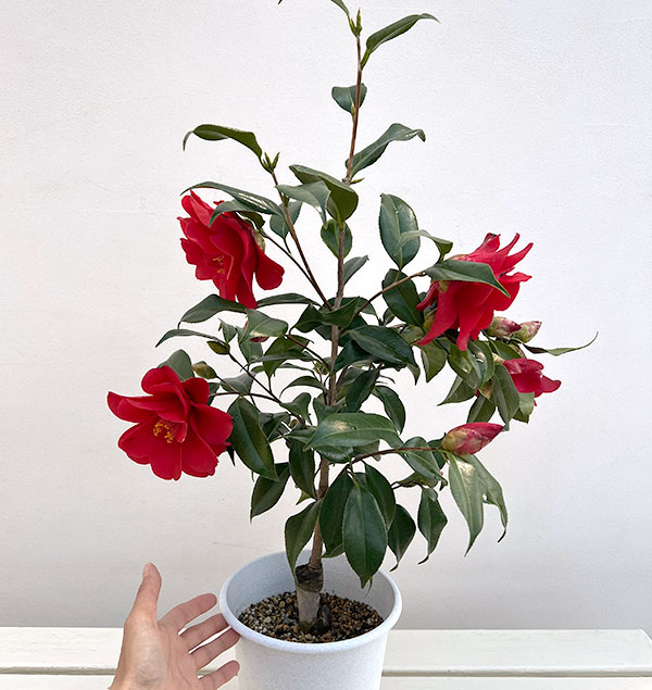 ツバキ（椿）：レッドホップ6号鉢植え