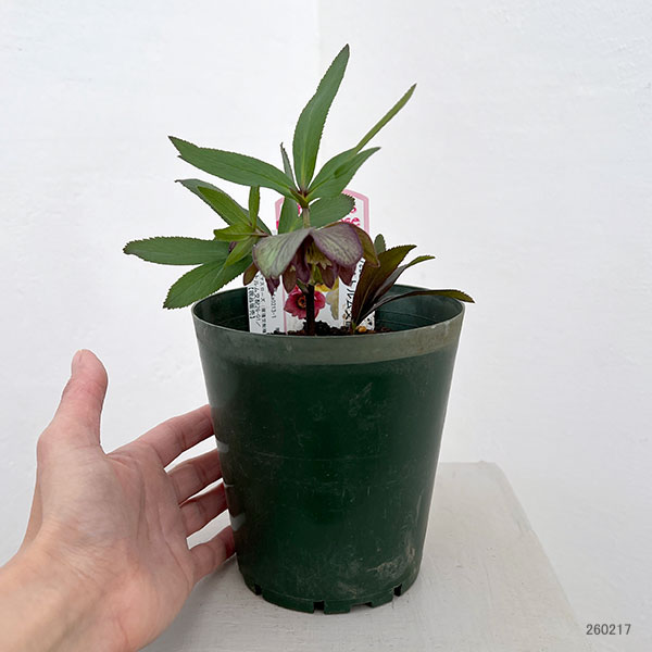 クリスマスローズ（原種交配種）：デュメトルム交配26-01／4号ポット【現品販売】