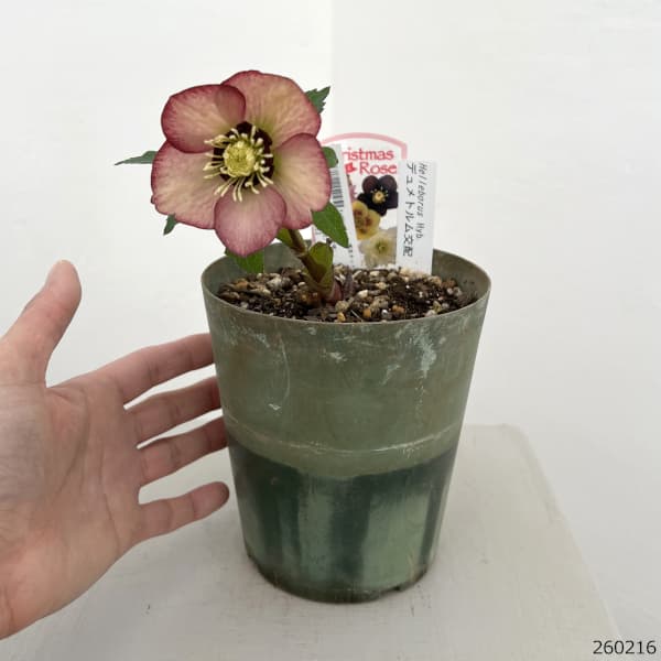 クリスマスローズ（原種交配種）：デュメトルム交配26-03／4号ポット【現品販売】