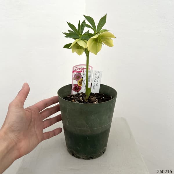クリスマスローズ（原種交配種）：デュメトルム交配26-04／4号ポット【現品販売】