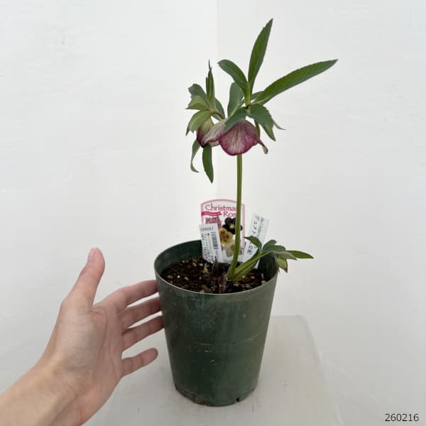 クリスマスローズ（原種交配種）：デュメトルム交配26-05／4号ポット【現品販売】