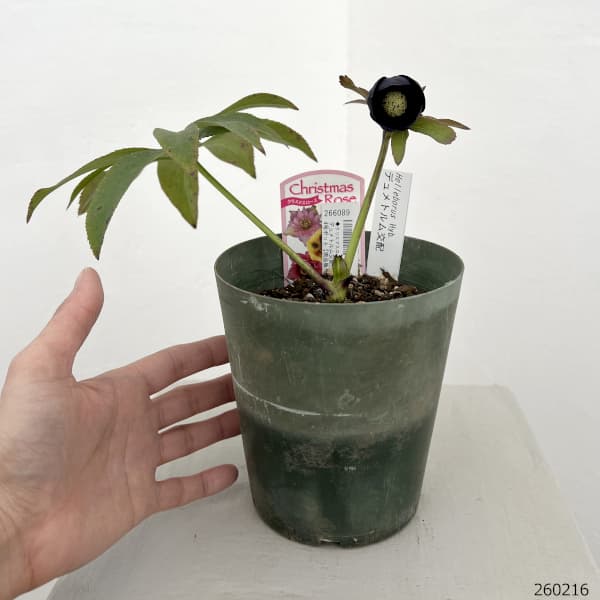 クリスマスローズ（原種交配種）：デュメトルム交配26-07／4号ポット【現品販売】