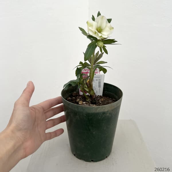 クリスマスローズ（原種交配種）：デュメトルム交配26-08／4号ポット【現品販売】