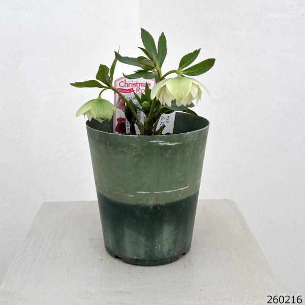 クリスマスローズ（原種交配種）：デュメトルム交配26-09／4号ポット【現品販売】
