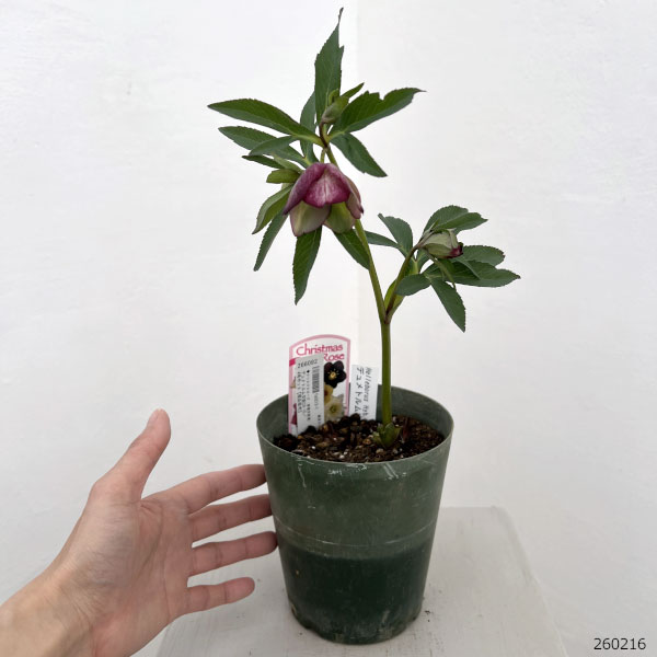 クリスマスローズ（原種交配種）：デュメトルム交配26-10／4号ポット【現品販売】