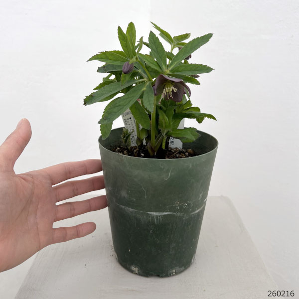 クリスマスローズ（原種交配種）：デュメトルム交配26-12／4号ポット【現品販売】