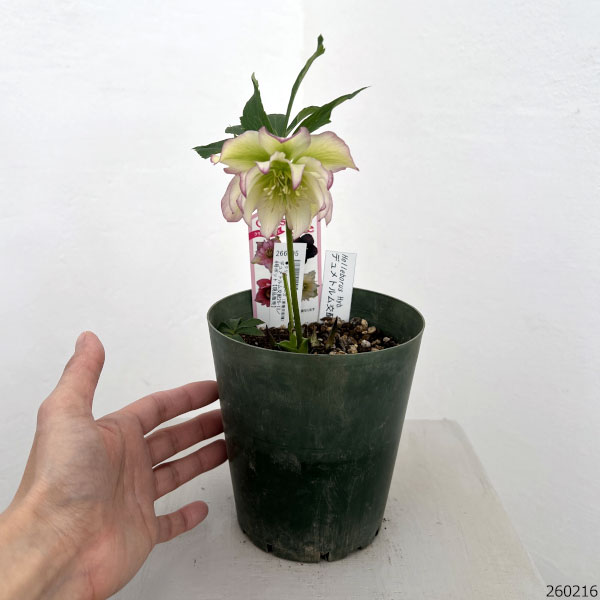 クリスマスローズ（原種交配種）：デュメトルム交配26-13／4号ポット【現品販売】