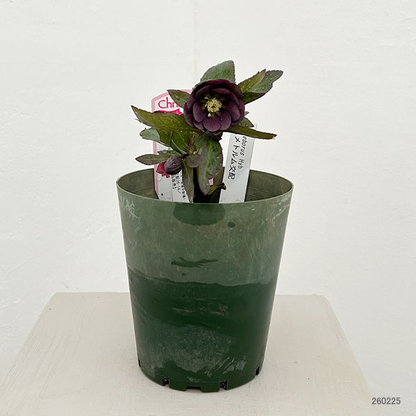 ●クリスマスローズ（原種交配種）：デュメトルム交配26-14／4号ポット【現品販売】