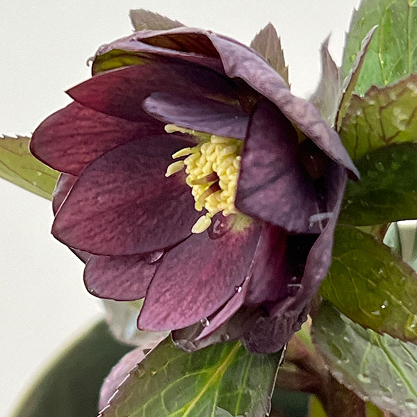 ●クリスマスローズ（原種交配種）：デュメトルム交配26-14／4号ポット【現品販売】