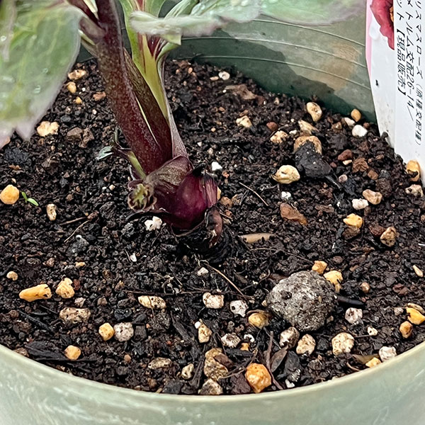 ●クリスマスローズ（原種交配種）：デュメトルム交配26-14／4号ポット【現品販売】