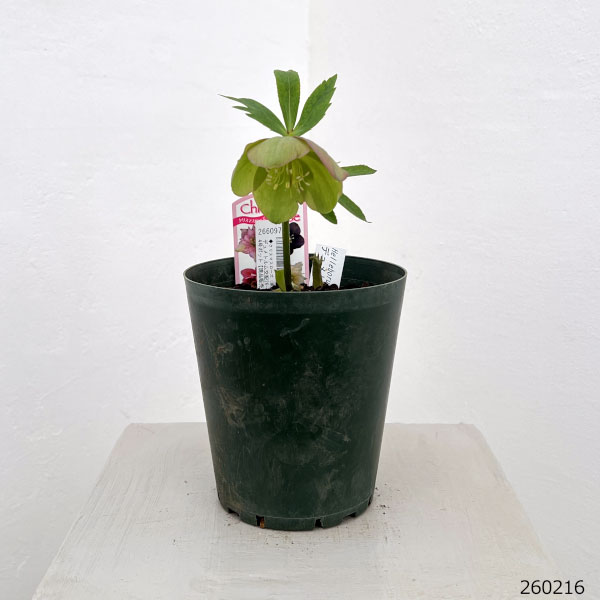 クリスマスローズ（原種交配種）：デュメトルム交配26-15／4号ポット【現品販売】