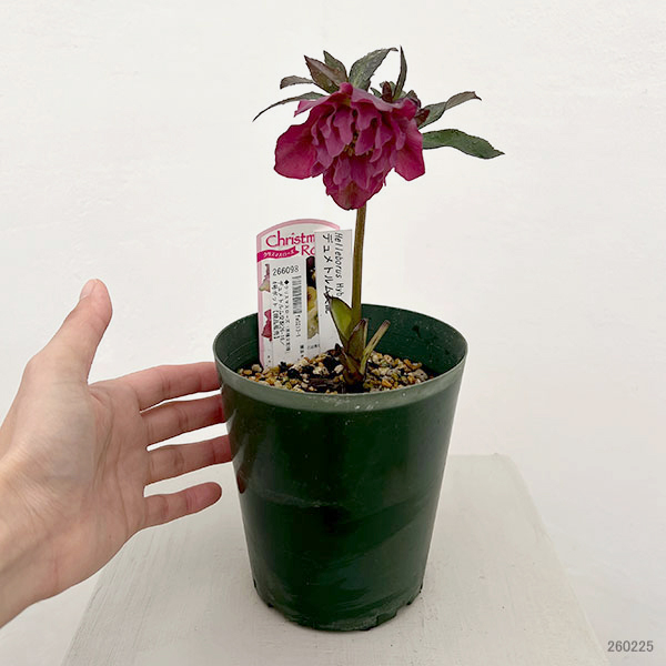 ●クリスマスローズ(原種交配種):デュメトルム交配26-16/4号ポット【現品販売】