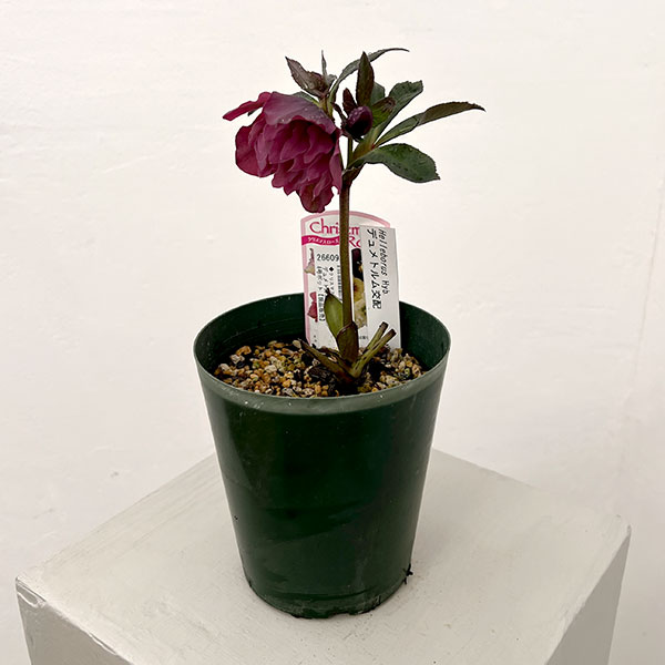 ●クリスマスローズ(原種交配種):デュメトルム交配26-16/4号ポット【現品販売】