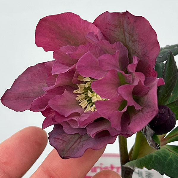 ●クリスマスローズ(原種交配種):デュメトルム交配26-16/4号ポット【現品販売】