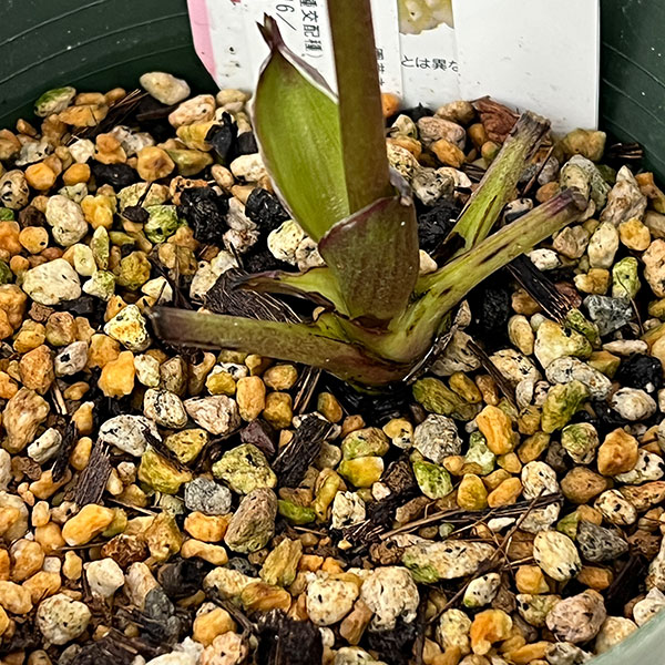 ●クリスマスローズ(原種交配種):デュメトルム交配26-16/4号ポット【現品販売】