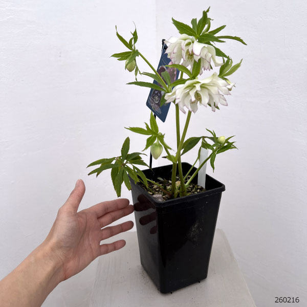 クリスマスローズ:ベーシックダブル26-72/1.5Lポット【現品販売】