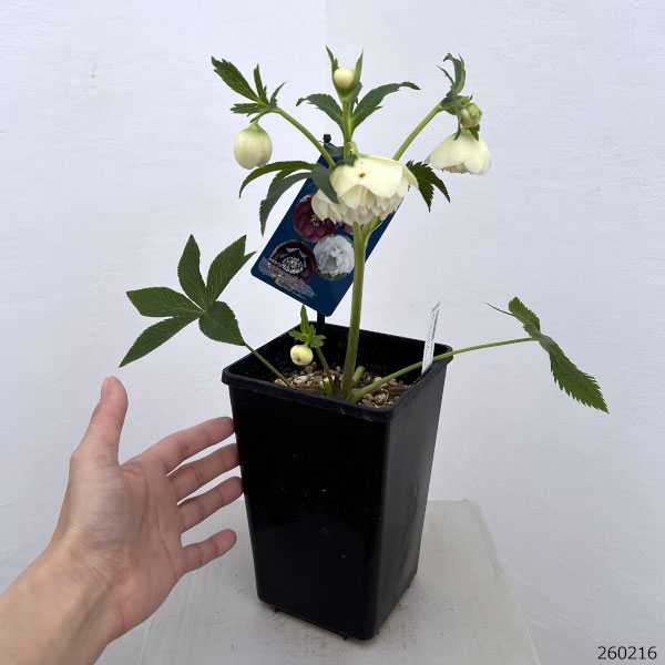 クリスマスローズ：ベーシックダブル26-73／1.5Lポット【現品販売】