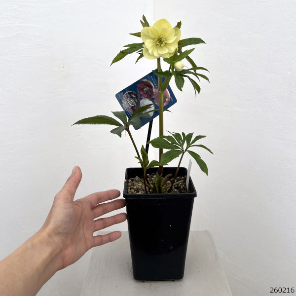 クリスマスローズ:ベーシックダブル26-74/1.5Lポット【現品販売】